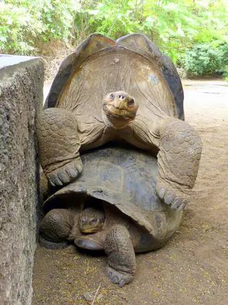 Mating Giant Tortoises. Galapagos Islands.