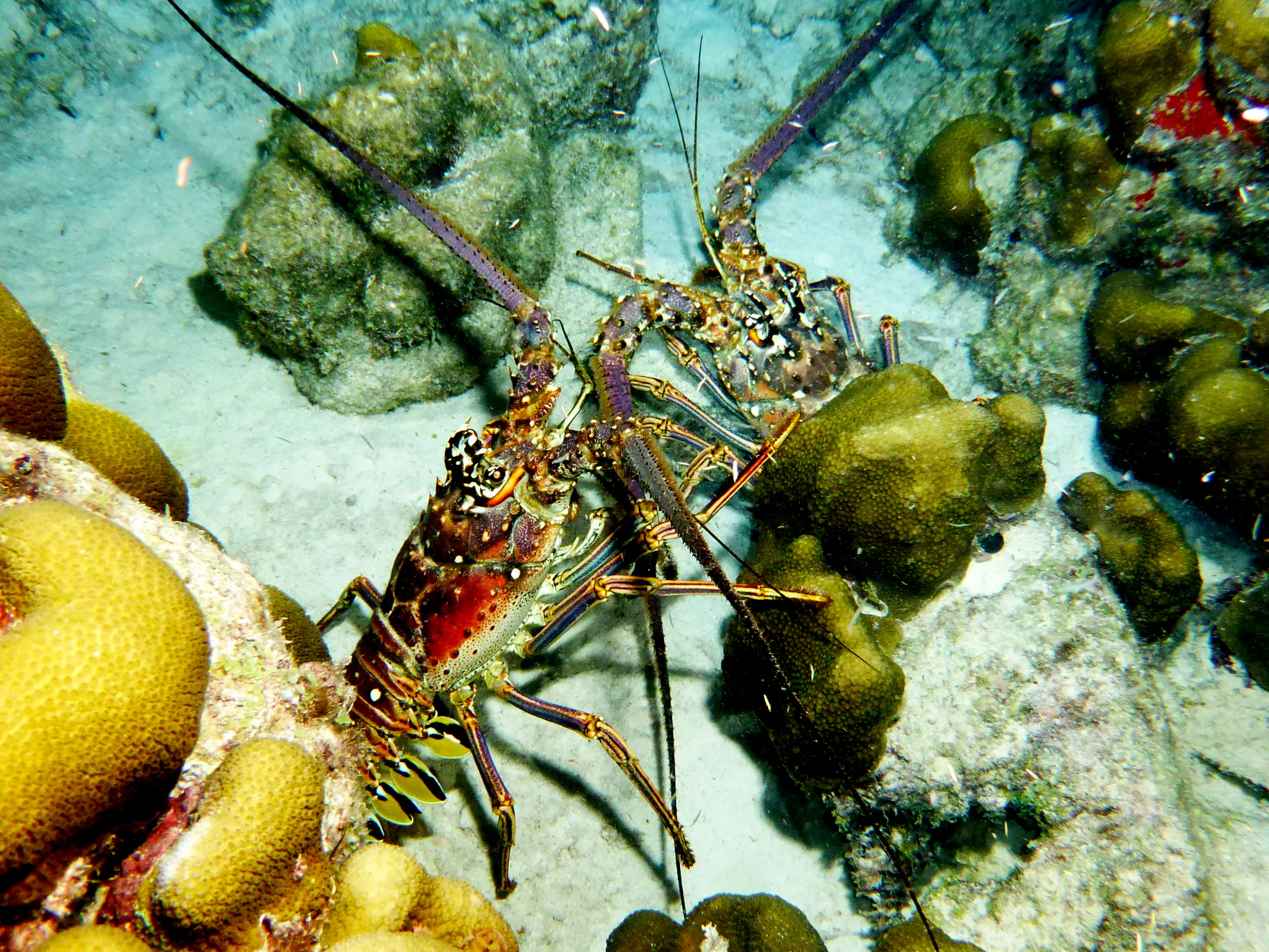 Lobster, Bonaire, 2013