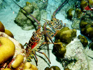 Underwater photograph by Joel Bergsma