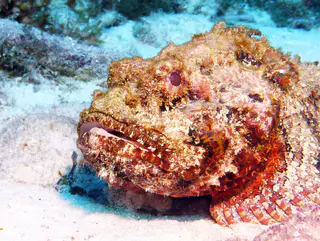 Underwater photograph by Joel Bergsma