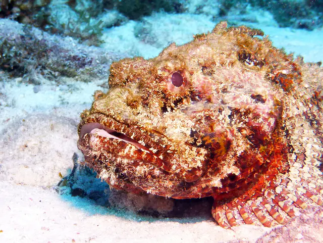 Underwater photograph by Joel Bergsma