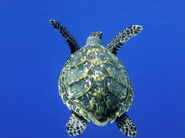 Underwater photograph by Joel Bergsma
