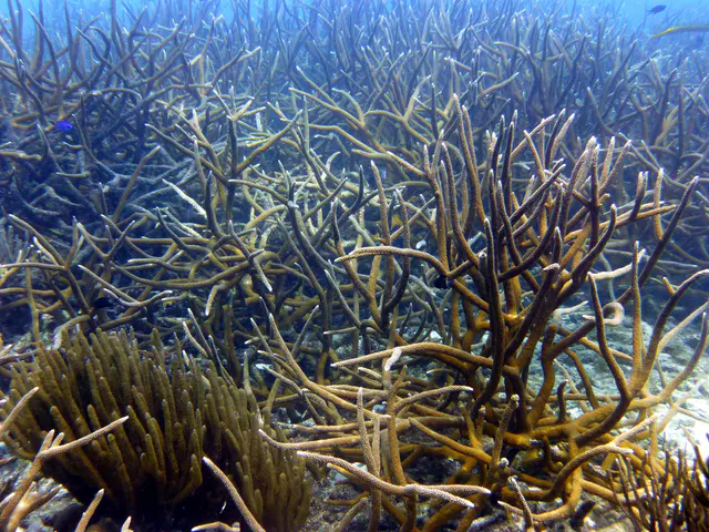 Underwater photograph by Joel Bergsma