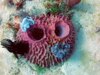 Underwater photograph by Joel Bergsma