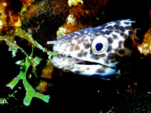 Underwater photograph by Joel Bergsma