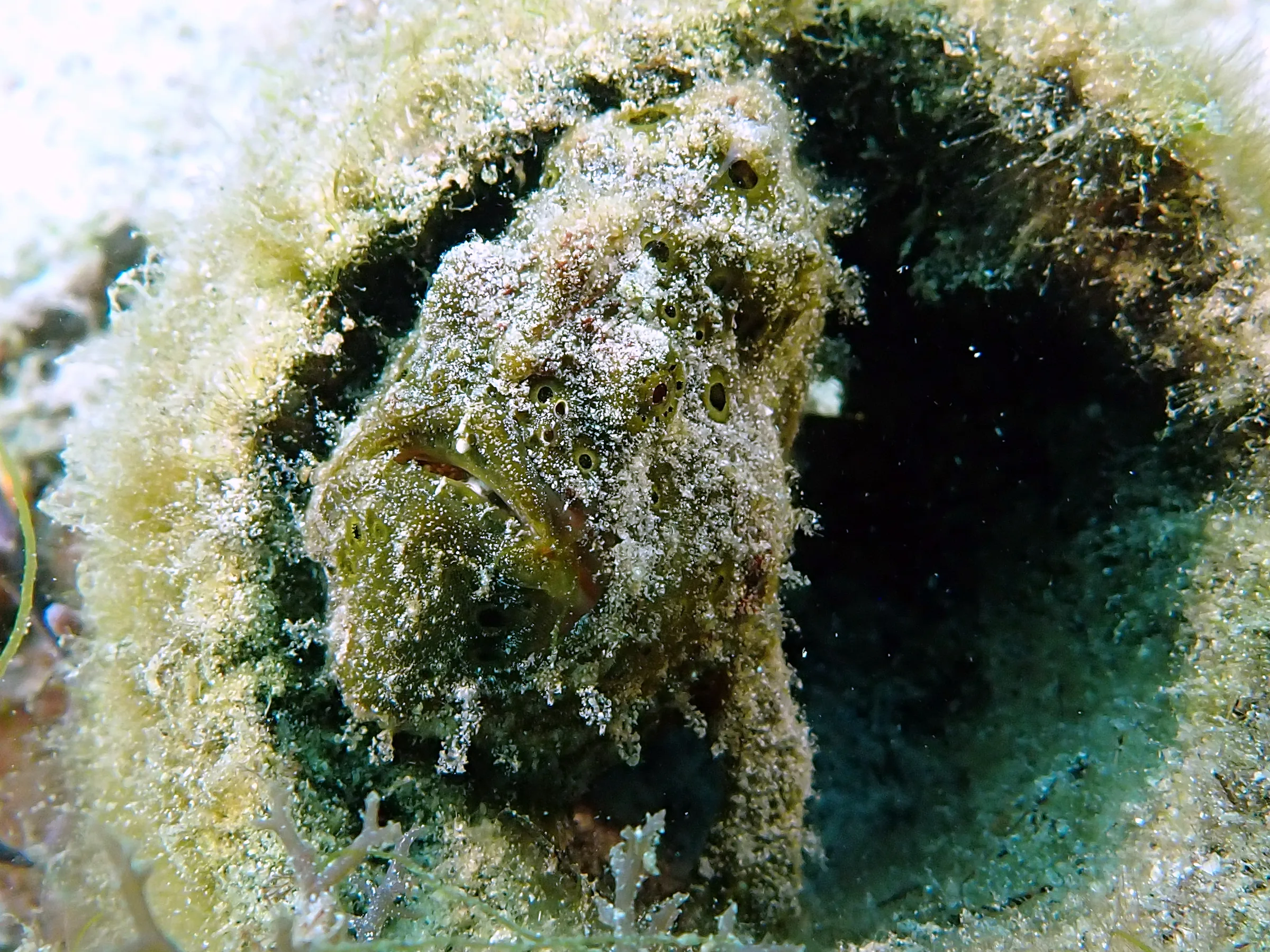 Philippines underwater photograph, 2024