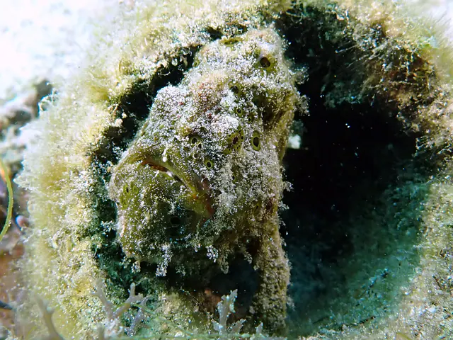 Underwater photograph by Joel Bergsma