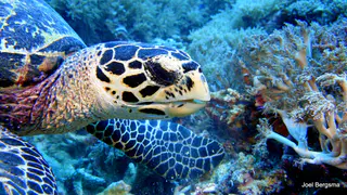 Underwater photograph by Joel Bergsma