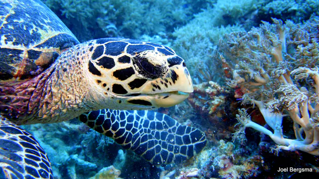 Underwater photograph by Joel Bergsma