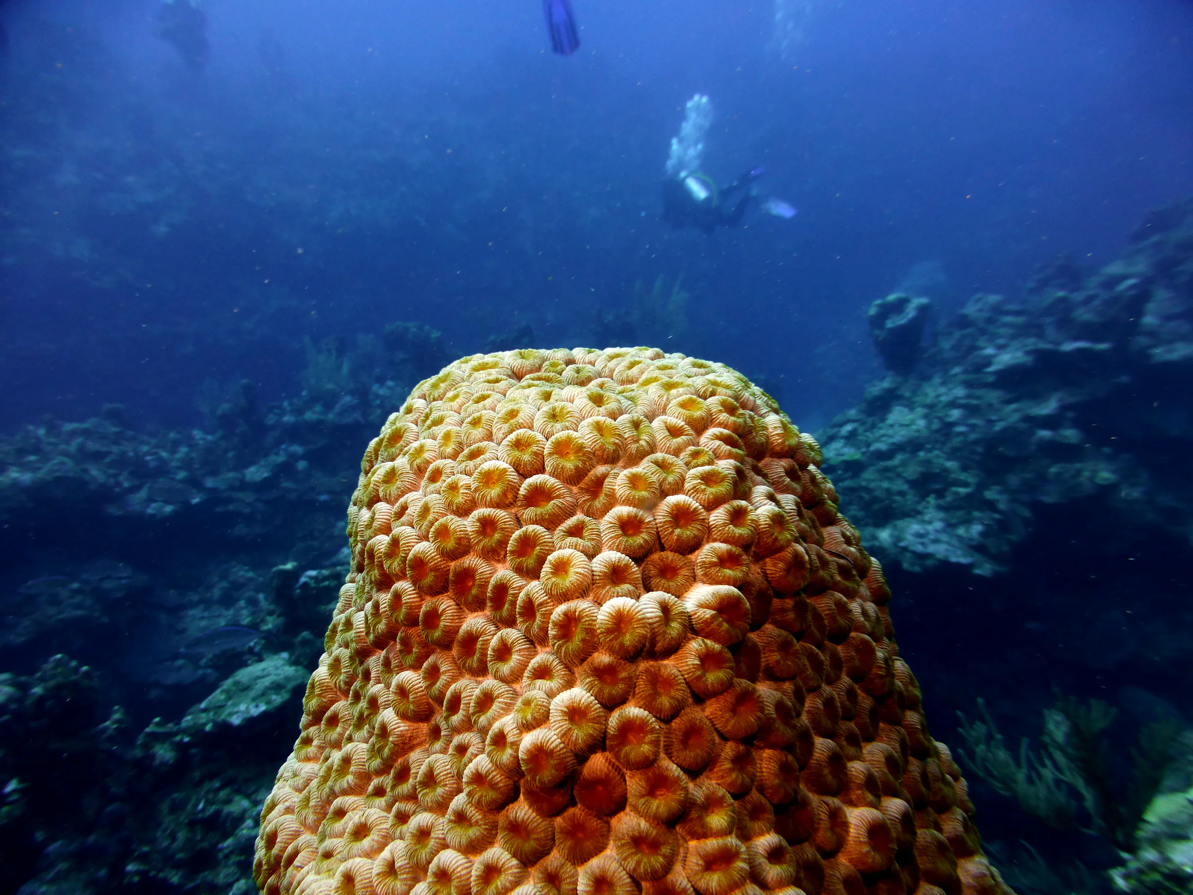 Belize underwater photograph, 2017