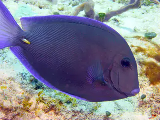 Underwater photograph by Joel Bergsma