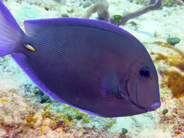 Underwater photograph by Joel Bergsma