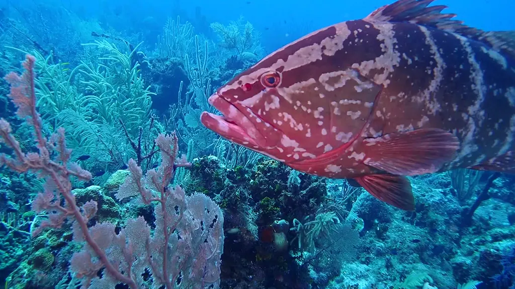 Nassau Grouper
