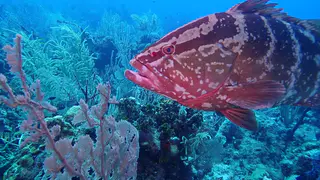 Nassau Grouper