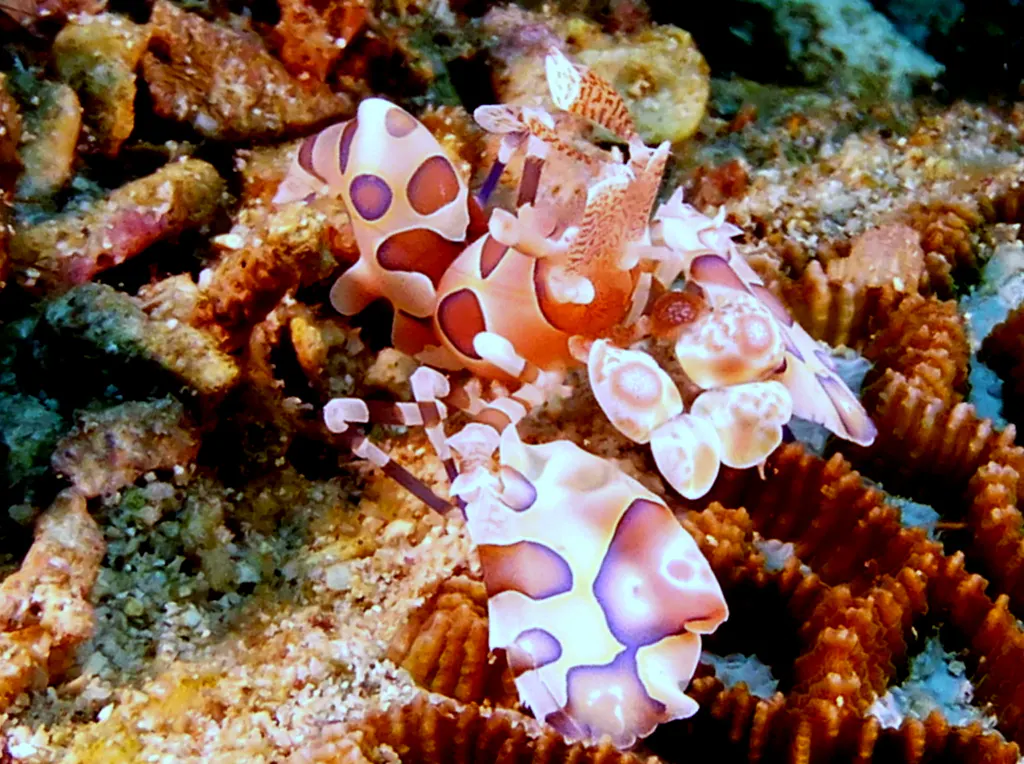 Underwater photograph by Joel Bergsma