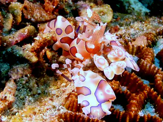 Underwater photograph by Joel Bergsma