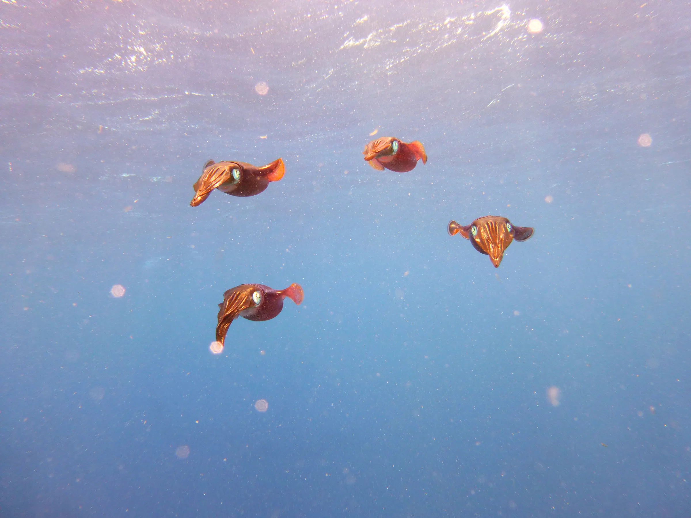Squid, Bonaire, 2013