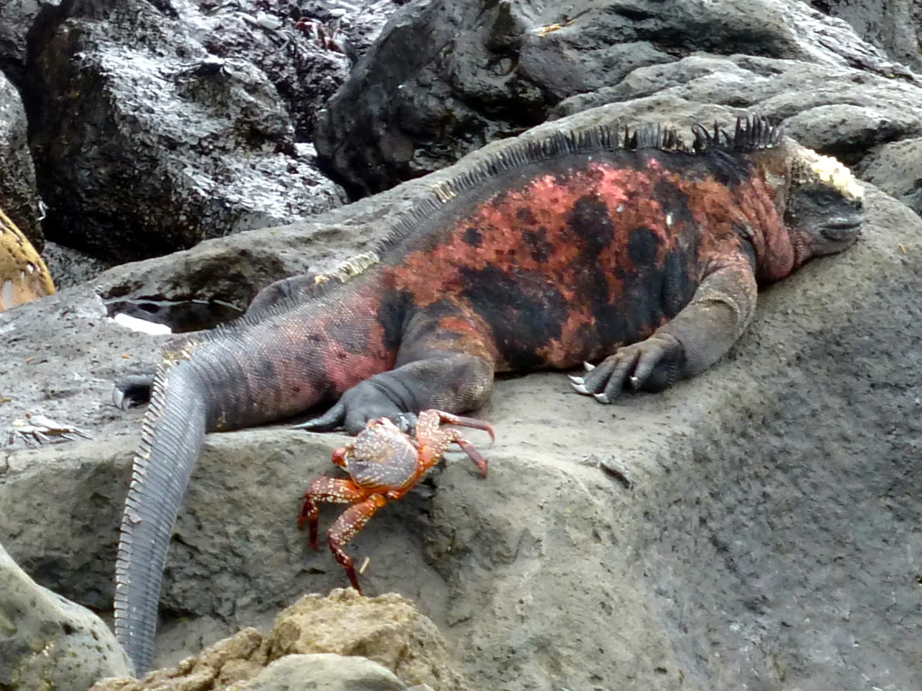 Sally Lightfoot Crab approaches a sleeping Marine Iguana.