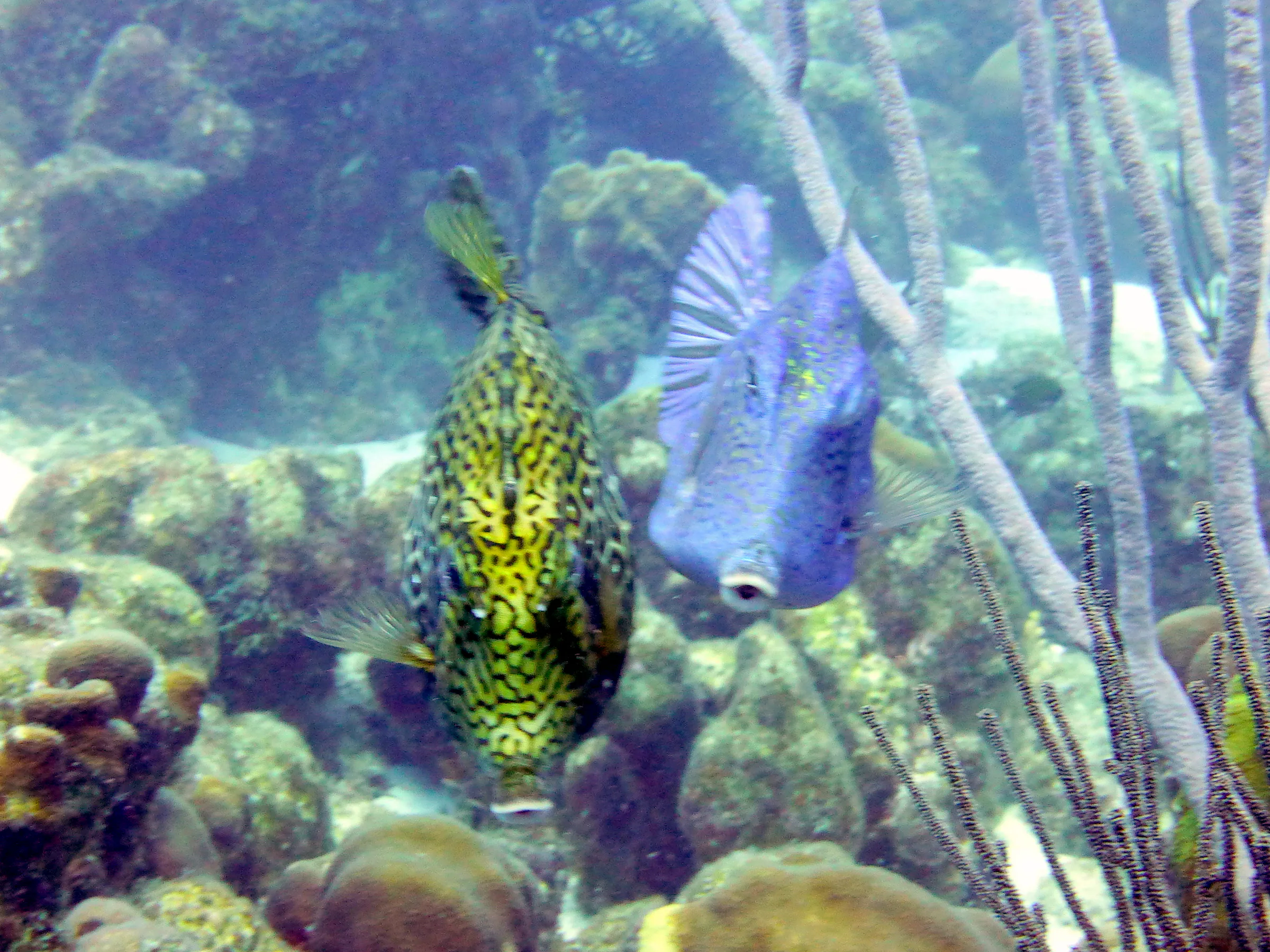 Cowfish, Bonaire, 2013