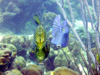 Underwater photograph by Joel Bergsma