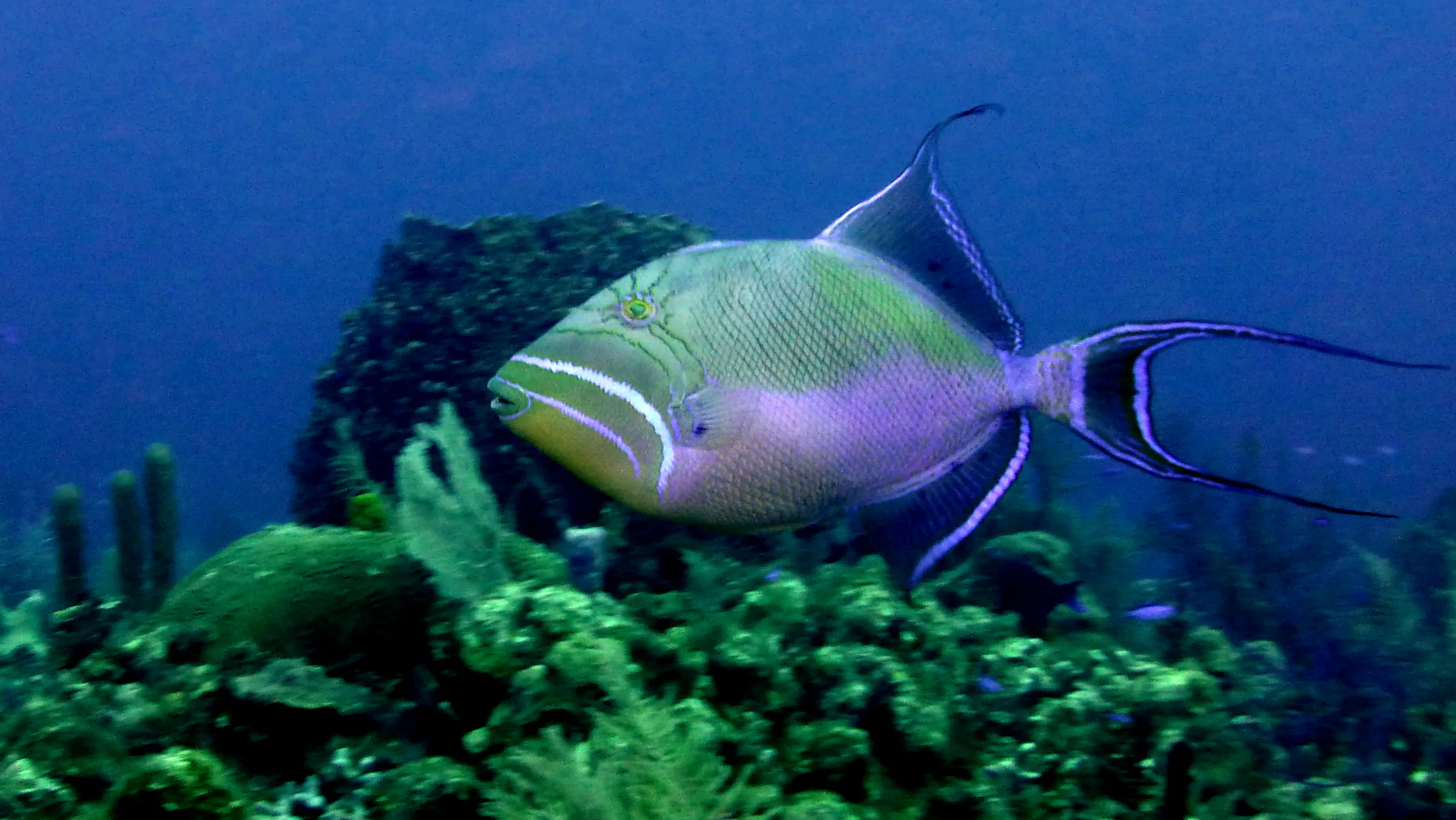 Queen Triggerfish, Belize, 2017