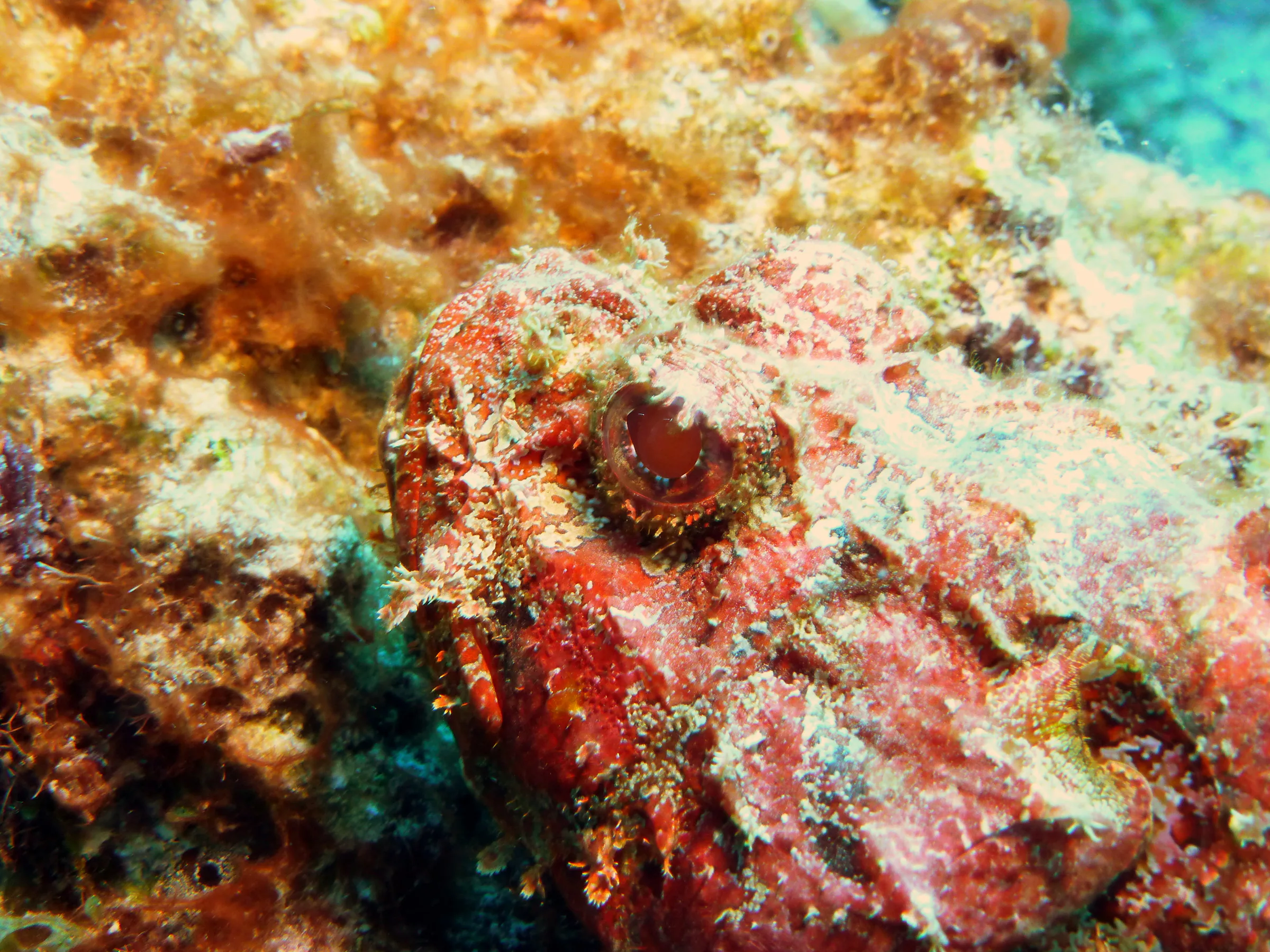 Scorpionfish, Bonaire, 2013