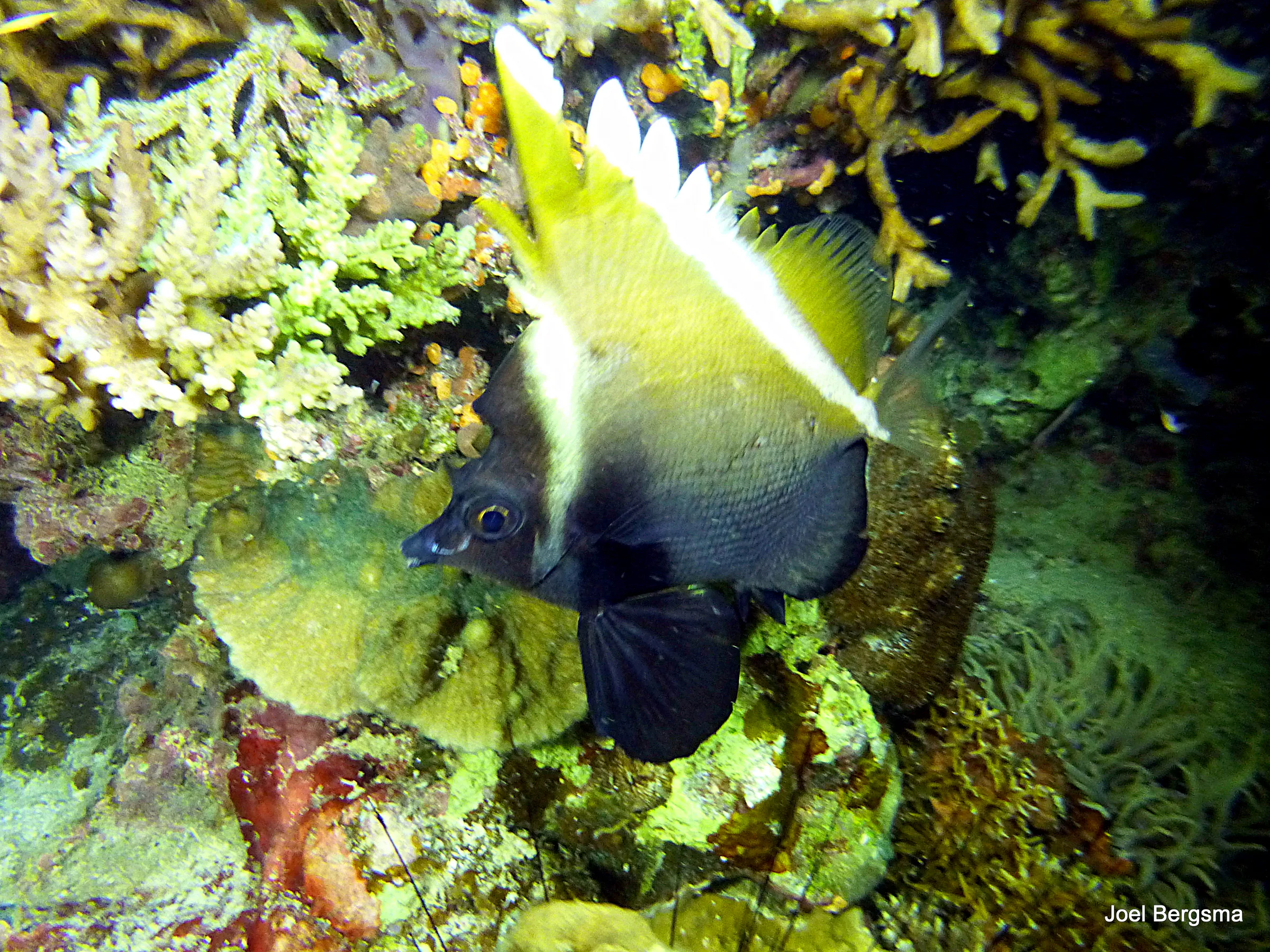 Angelfish, Philippines, 2017