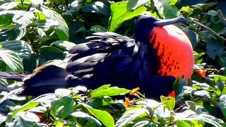Frigate Bird.