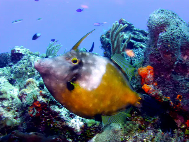 Underwater photograph by Joel Bergsma