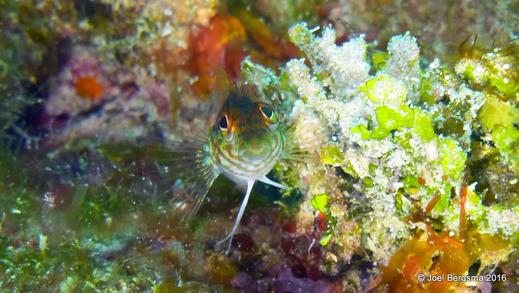 Saddled Blenny, Cayman Islands, 2016