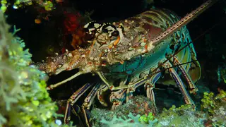 Lobster with eggs