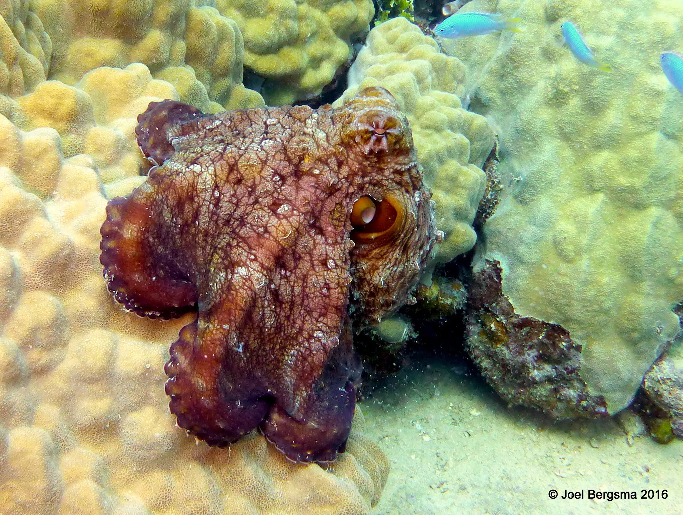 Octopus, Chuuk Lagoon, 2016
