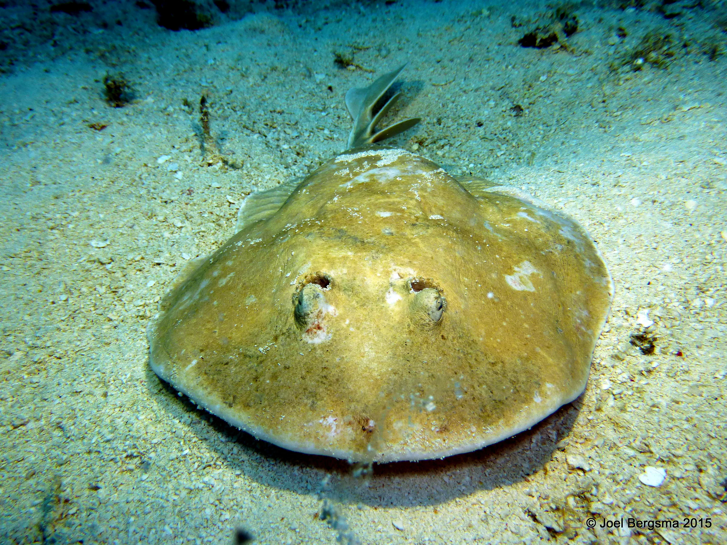 Cozumel underwater photograph, 2015