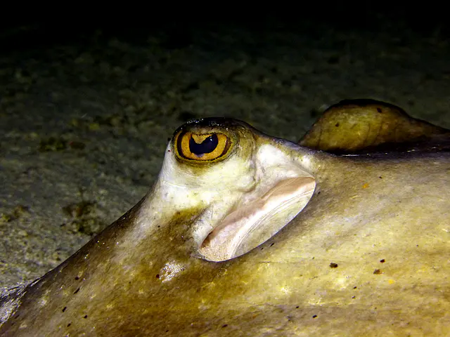 Underwater photograph by Joel Bergsma