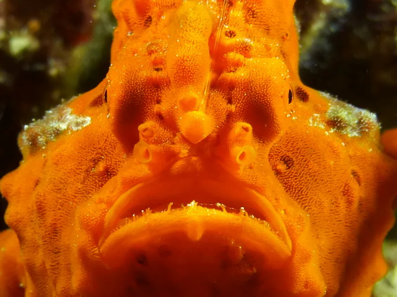 Philippines underwater photograph, 2015