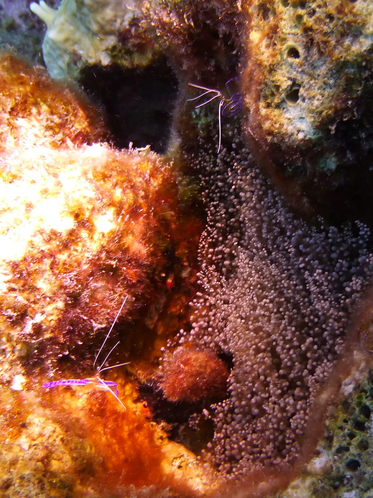 Pederson's Cleaning Shrimp, Bonaire, 2013