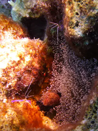 Underwater photograph by Joel Bergsma