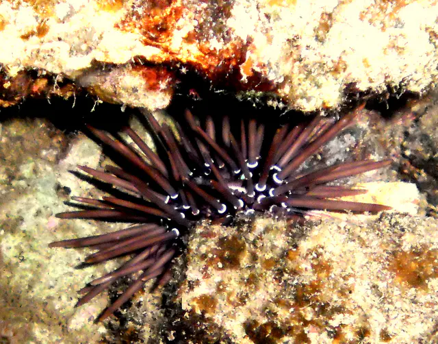 Rock-boring Urchin.  See Paul Humann, et al, Reef Creature Identification - Tropical Pacific (2010) at page 453.