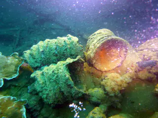Underwater photograph by Joel Bergsma