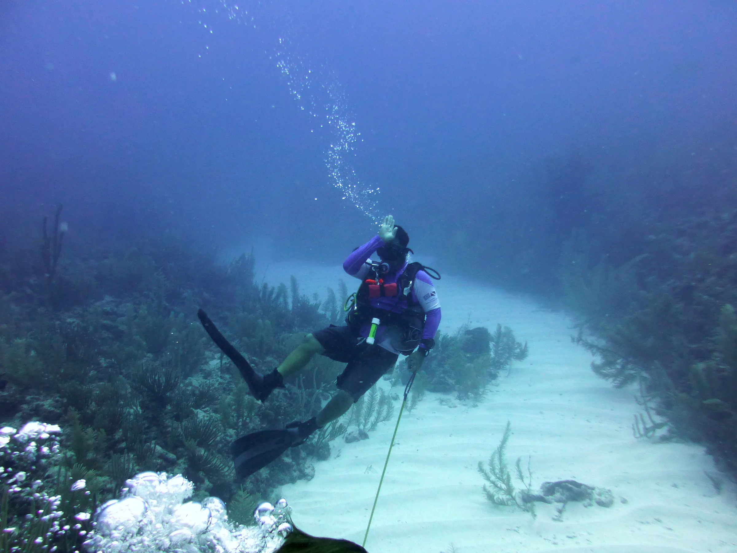 Nurse Shark, Belize, 2017
