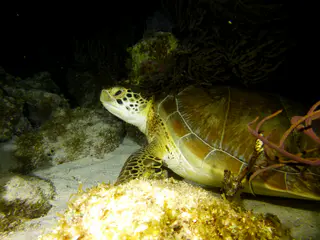 Underwater photograph by Joel Bergsma