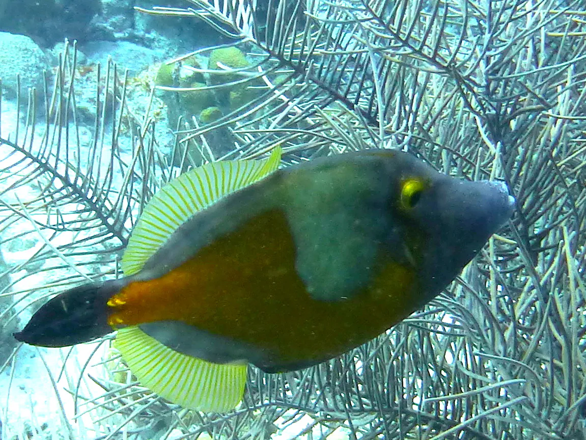 Filefish, Bonaire, 2013