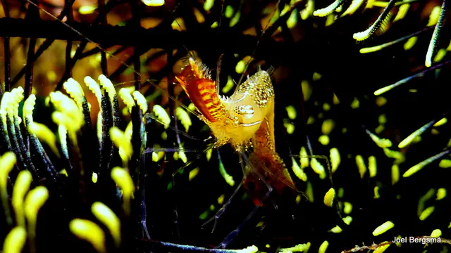 Underwater photograph by Joel Bergsma