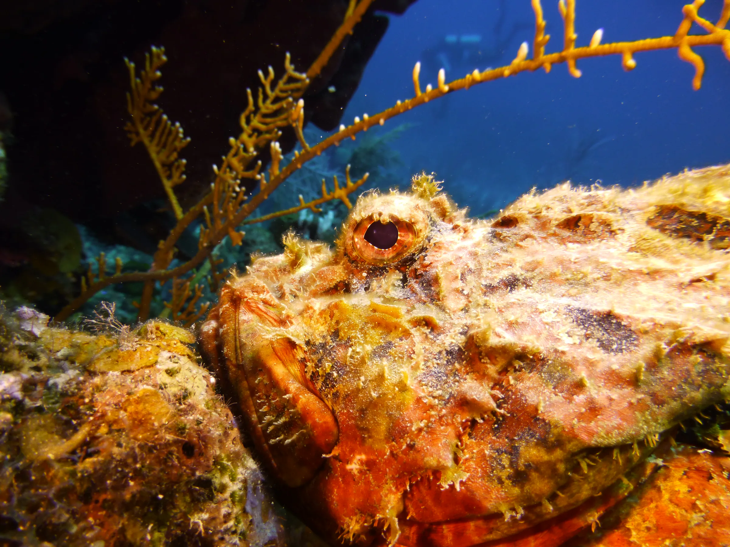 Scorpionfish, Belize, 2017