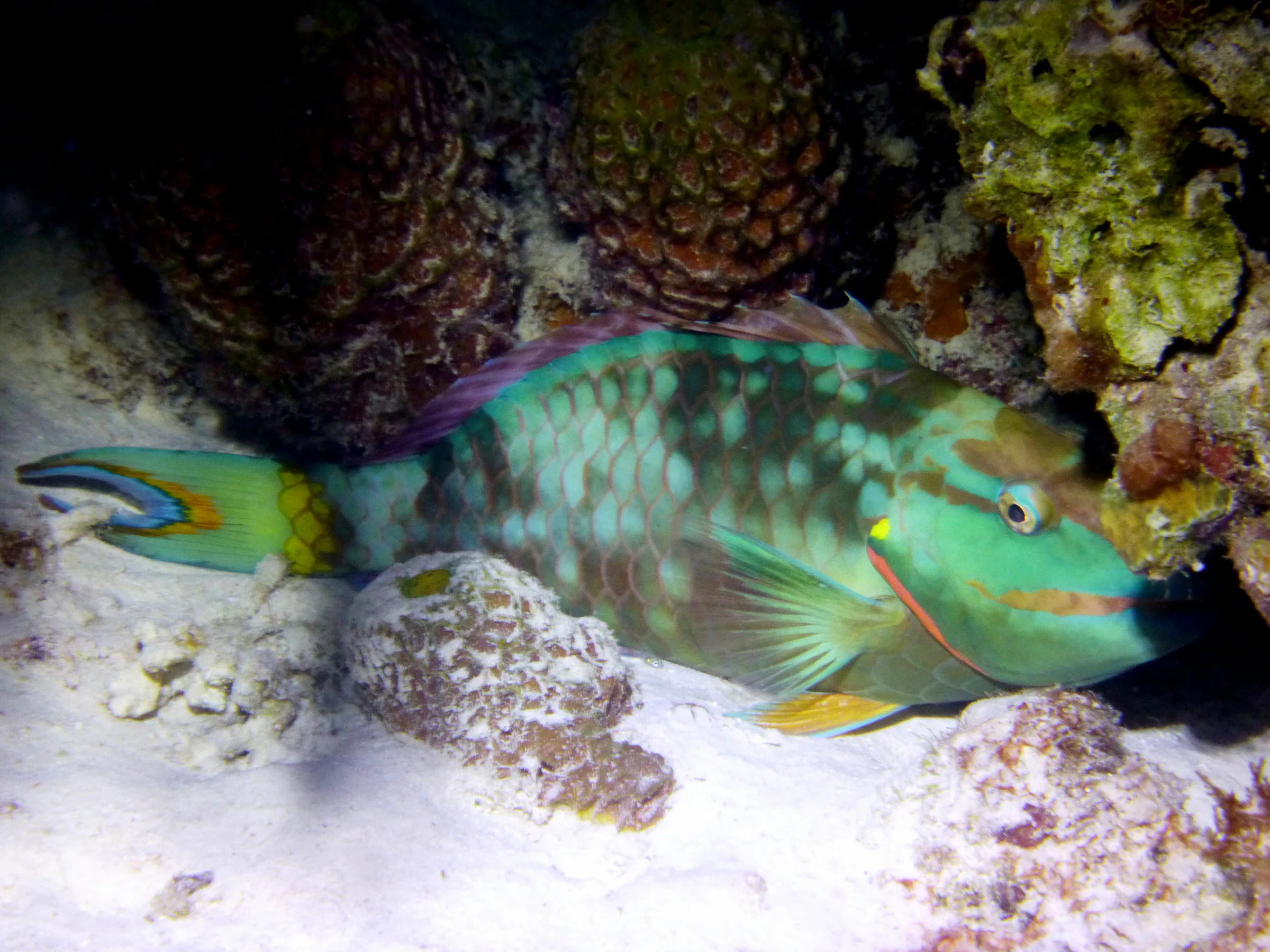 Parrotfish, Bonaire, 2013