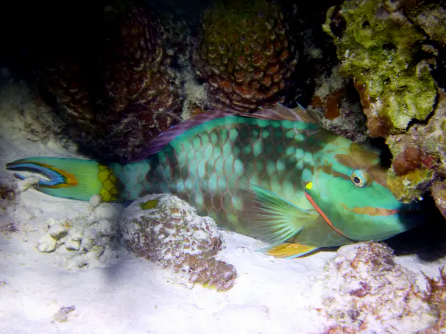 Underwater photograph by Joel Bergsma