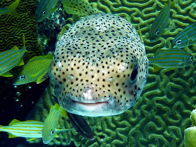 Underwater photograph by Joel Bergsma
