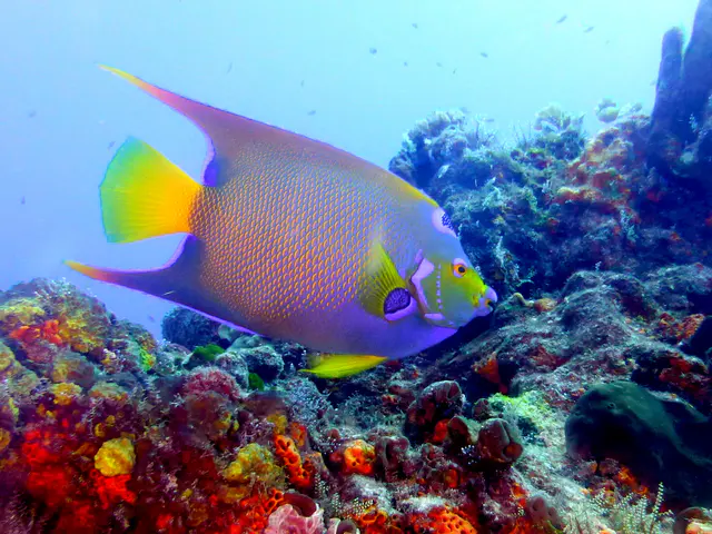 Underwater photograph by Joel Bergsma
