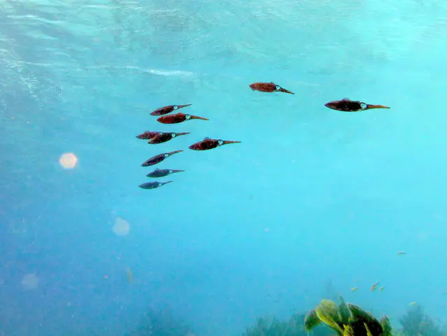 Underwater photograph by Joel Bergsma