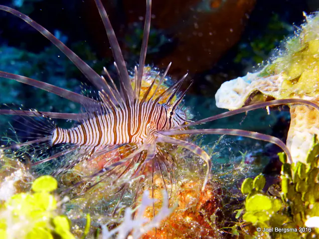 Underwater photograph by Joel Bergsma